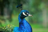 peacock