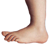 foot