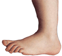 foot