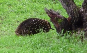 SAIG+Echidna+outside+Office_small