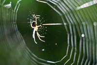 A spider (probably not Chinese)