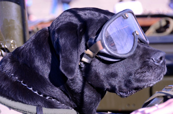 Eating your own dogfood